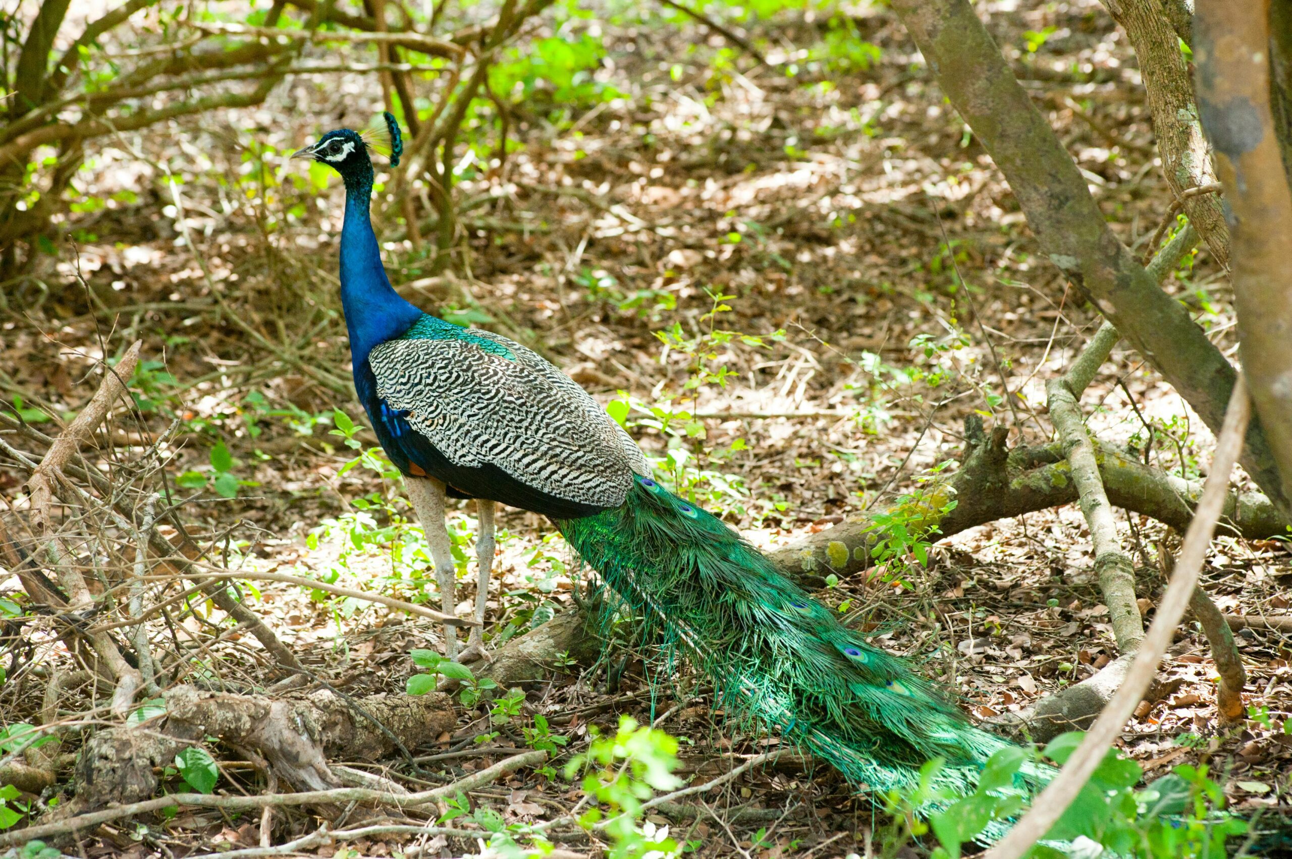 Bird Watching