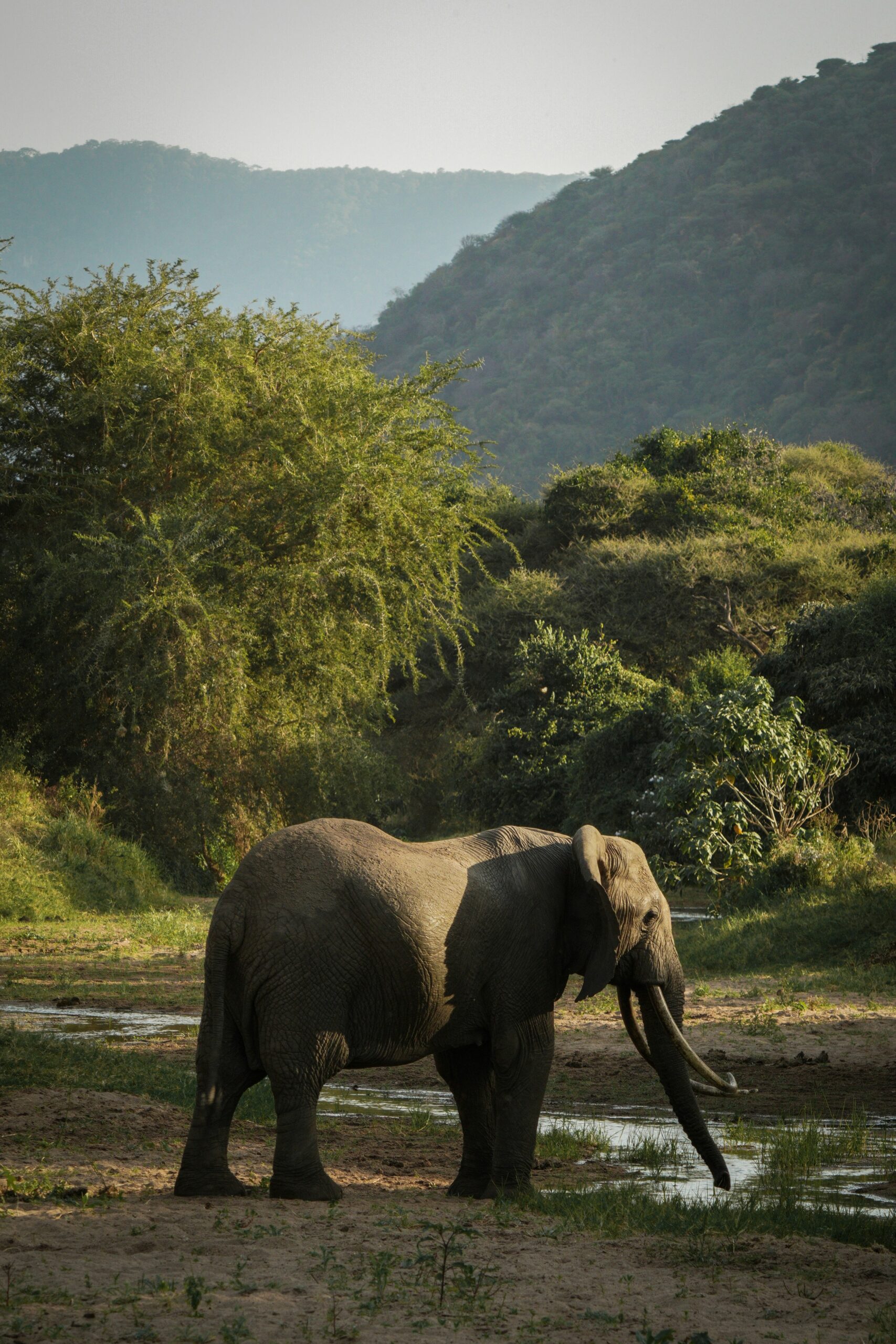 Wildlife Safaris